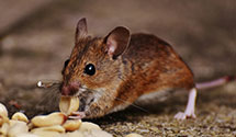 24 Hour & Emergency Exterminators in Mount Vernon, NC